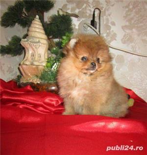 Căței Pomeranian - talie Toy - genetică deosebita  - imagine 3