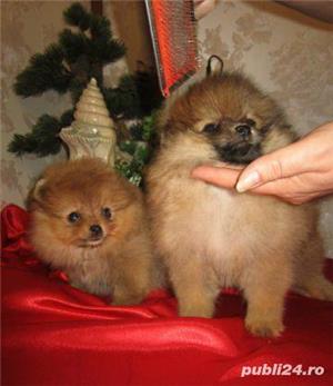 Căței Pomeranian - talie Toy - genetică deosebita  - imagine 2