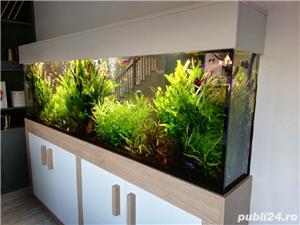 Amenajari si intretinere acvarii - imagine 5