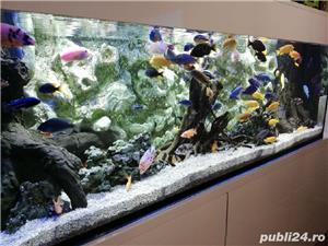 Amenajari si intretinere acvarii - imagine 8
