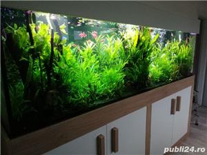 Amenajari si intretinere acvarii - imagine 10