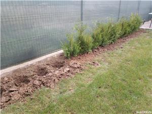Thuja plicata pentru gard viu  - imagine 3