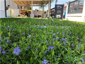 25ani experienta -Servicii peisagistice - imagine 2