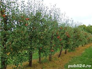 Profesionist în toaletarea pomilor fructiferi - grădinar