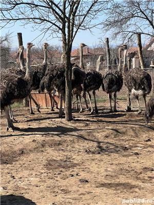 Struti de vanzare  - imagine 4
