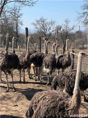 Vand pui de strut  - imagine 2