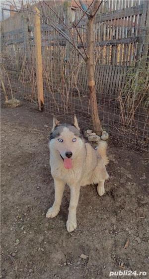   Mascul Husky pentru monta! - imagine 4