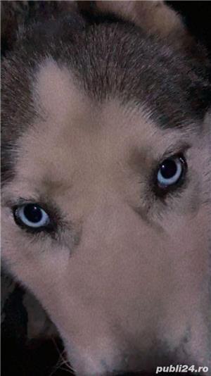   Mascul Husky pentru monta! - imagine 5