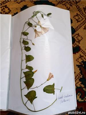 Vand ierbar / ierbare plante medicinale pentru studenti si elevi - imagine 9