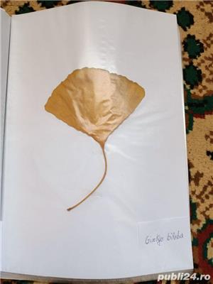 Vand ierbar / ierbare plante medicinale pentru studenti si elevi - imagine 3