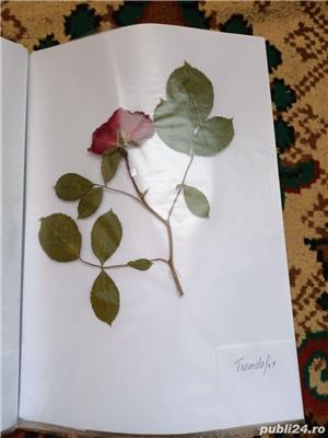 Vand ierbar / ierbare plante medicinale pentru studenti si elevi - imagine 10