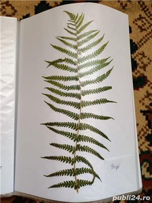 Vand ierbar / ierbare plante medicinale pentru studenti si elevi - imagine 4