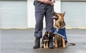 Dresaj de caini canin Otopeni Pipera Corbeanca bucuresti ilfov - imagine 2