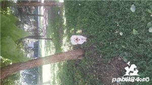 Bichon Havanez alb - caut mireasa! - imagine 3