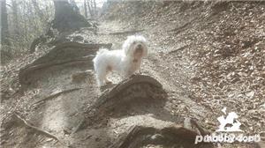 Bichon Havanez alb - caut mireasa! - imagine 2