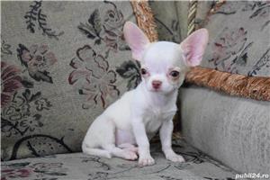 Chihuahua talie teacup, par scurt, transport in tara  - imagine 1