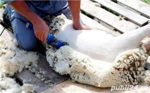 Masina de Tuns Oi,GERMAN MASTER 1600W,2860 Rpm,OI,Caini latosi,Capre...ETC.. - imagine 3