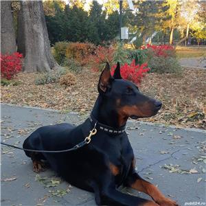 Dobermann pt monta - imagine 4