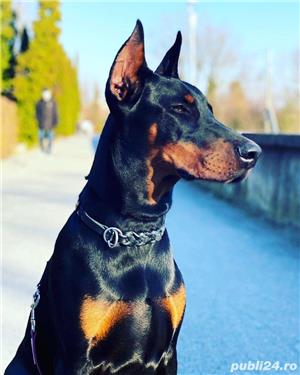 Dobermann pt monta - imagine 6