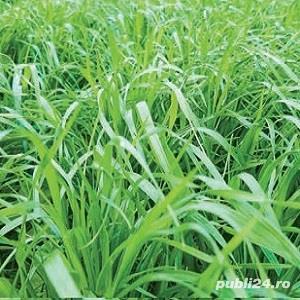 Amestec iarba suprainsamantare pasune, pajisti, islazuri