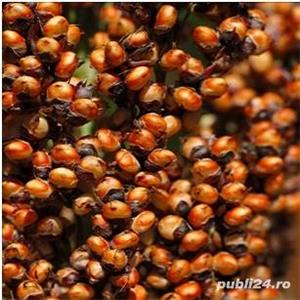 Samanta sorg pentru boabe 