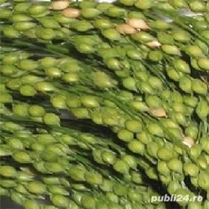 Mei alb samanta certificata C1, netratata