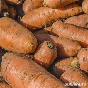 Morcov furajer samanta 0,5kg