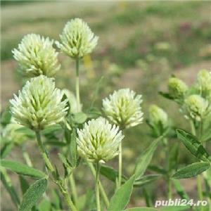 Trifoi de Alexandria sau trifoi egiptean samanta 