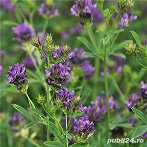 Lucerna samanta certificata C1, netratata soi german PLATO 