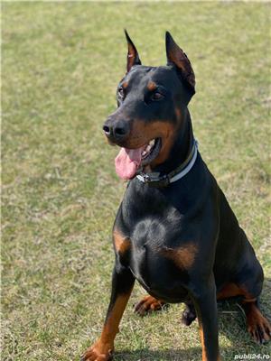 Dobermann pt monta - imagine 2