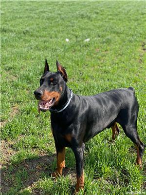 Dobermann pt monta - imagine 5
