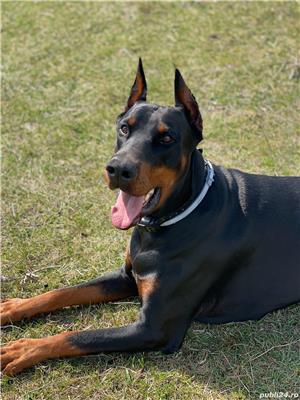 Dobermann pt monta - imagine 8