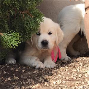 Golden Retriever  - furnizor autorizat - transport autorizat la nivel național  - imagine 4