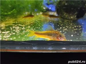 Acvariu, pesti exotici cory goldlaser cw010 - imagine 4