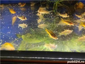 Acvariu, pesti exotici cory goldlaser cw010 - imagine 3