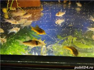 Acvariu, pesti exotici cory goldlaser cw010 - imagine 2