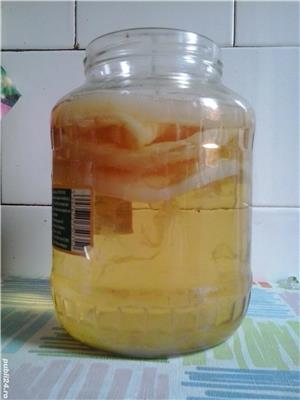 Ciuperca si ceai Kombucha