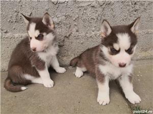 Pui de husky hasky siberian de vanzare!! - imagine 2