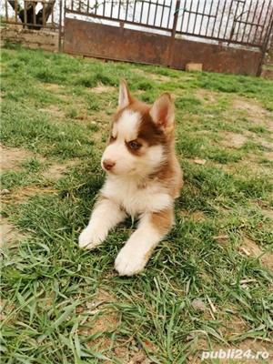 Pui de husky hasky siberian de vanzare!! - imagine 3