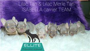 Bulldog Francez - Ellite Kennel, Lilac Merle Tan, Blue Merle Tan, Lilac Tan Isabella carrier - sale  - imagine 7