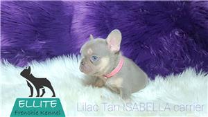 Bulldog Francez - Ellite Kennel, Lilac Merle Tan, Blue Merle Tan, Lilac Tan Isabella carrier - sale  - imagine 4
