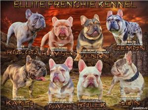 Bulldog Francez - Ellite Kennel, Lilac Merle Tan, Blue Merle Tan, Lilac Tan Isabella carrier - sale  - imagine 10