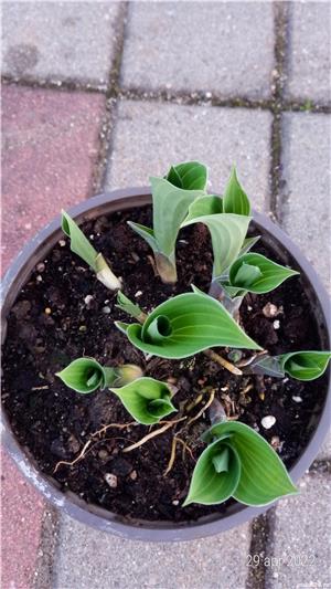 Plante de exterior pt gradina  - imagine 2