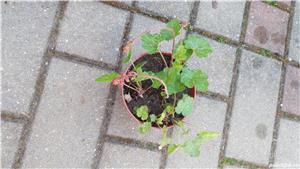 Plante de exterior pt gradina  - imagine 5