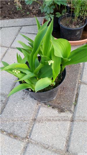 Plante de exterior pt gradina  - imagine 7