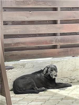 Labrador - imagine 3 Labrador - imagine 3