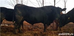 Vand Vitele, Vaci, Juninci, Pirimipare Aberdeen Angus - imagine 4