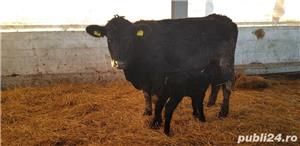 Vand Vitele, Vaci, Juninci, Pirimipare Aberdeen Angus