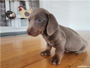 Vând pui teckel tekel techel - imagine 2