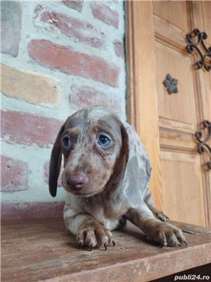 Vând pui teckel tekel techel - imagine 3